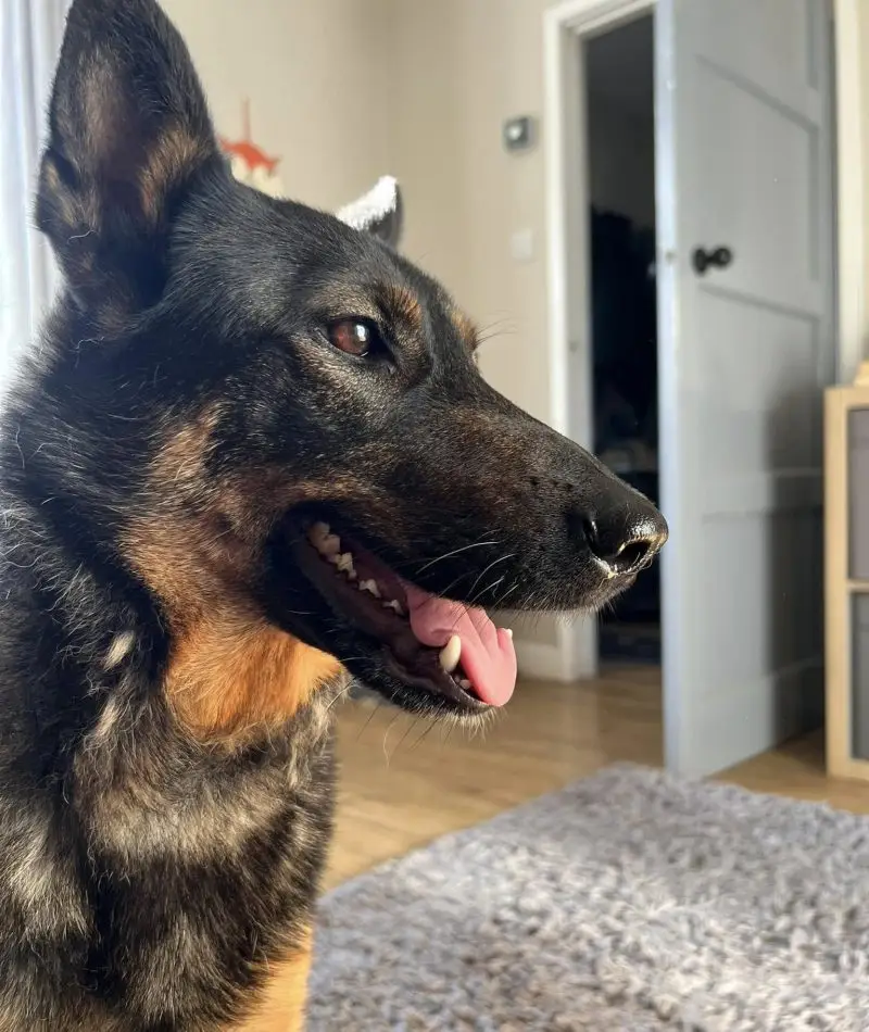 Willow (aka Bean)